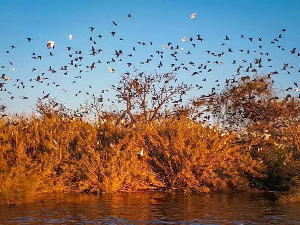 Al Falcoaria E Lezirias Salvaterra de Magos Ngoại thất bức ảnh